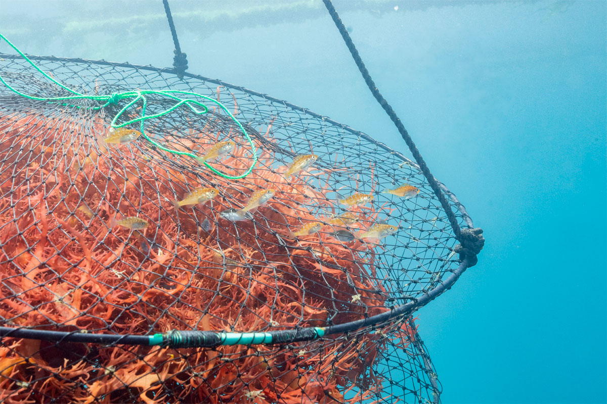 海藻の食文化を未来へつなぐ取り組み