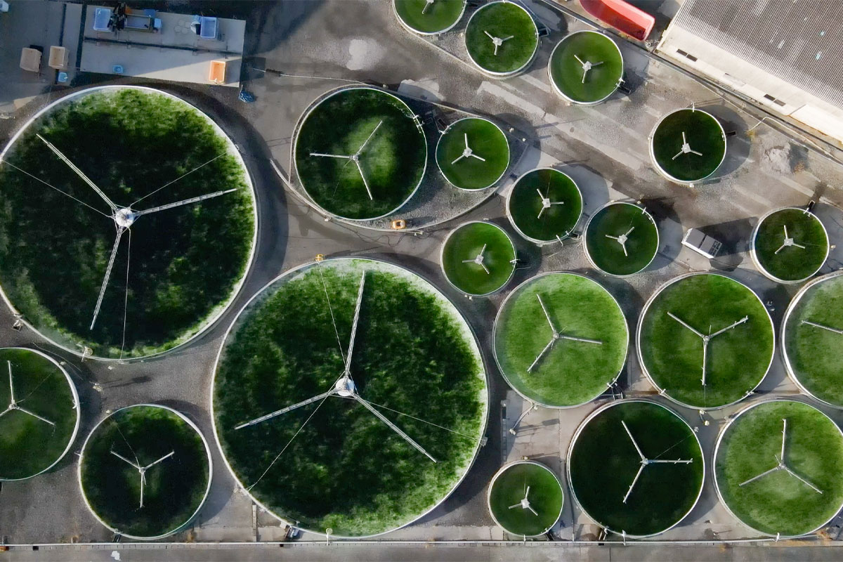 海を育てる、新しい海藻づくり