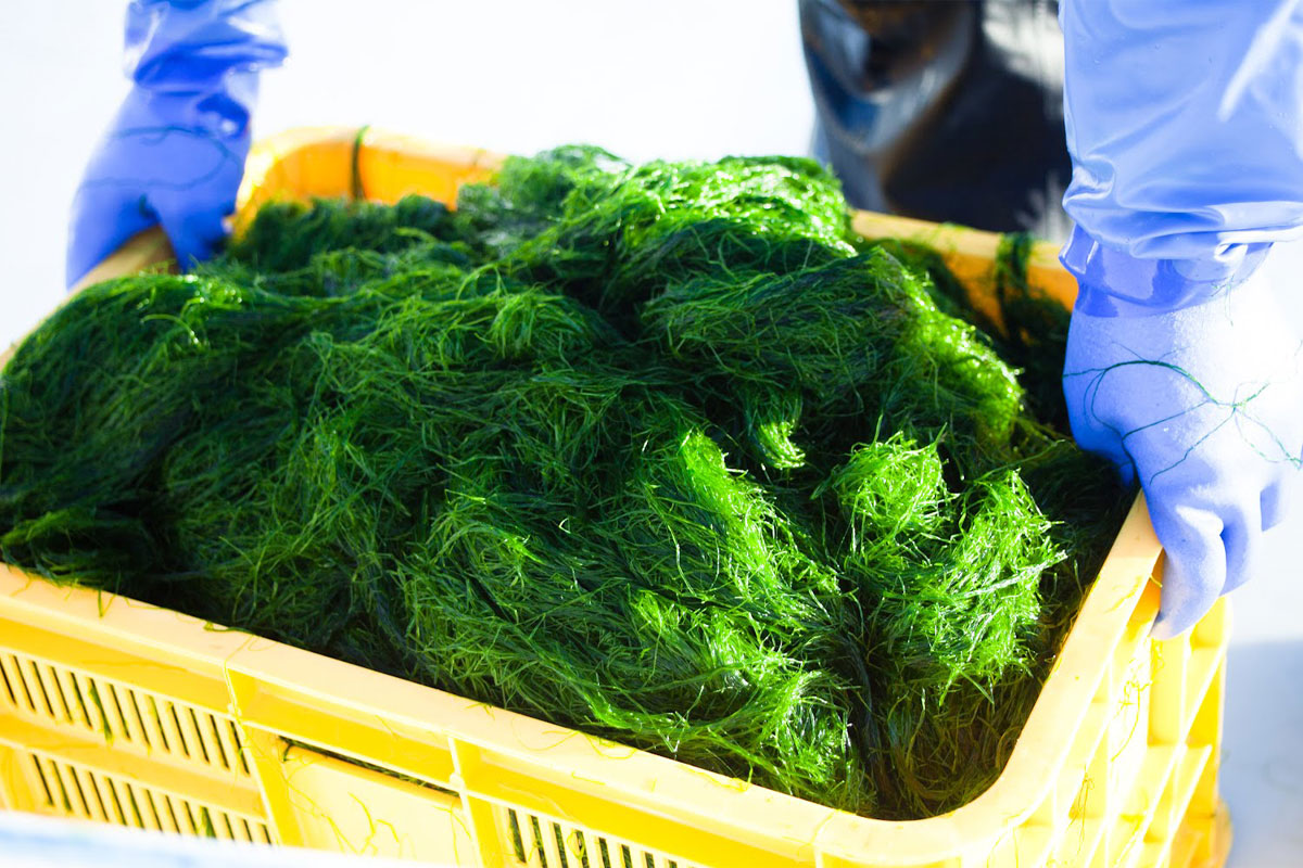 サステナブル意識